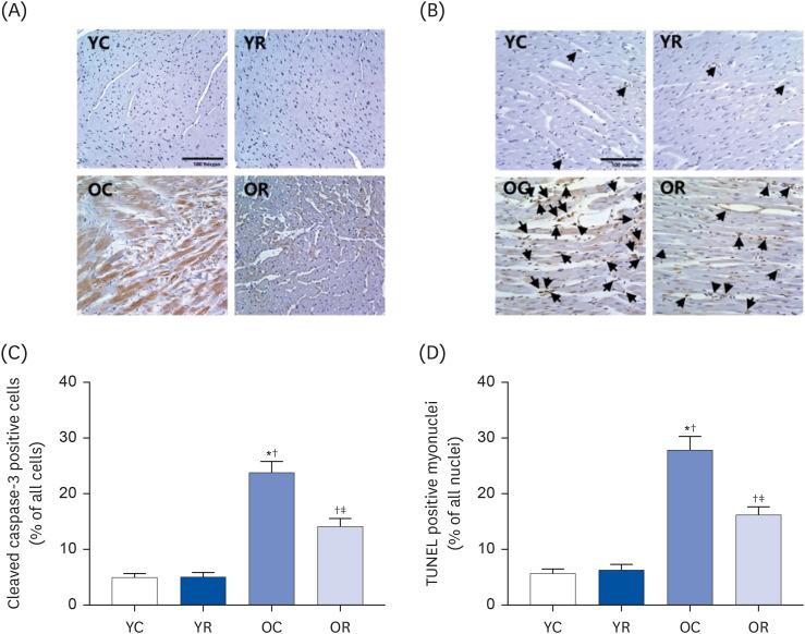 https://cdn.ncbi.nlm.nih.gov/pmc/blobs/a8e1/11982693/6a4db5566cf4/nrp-19-186-g004.jpg