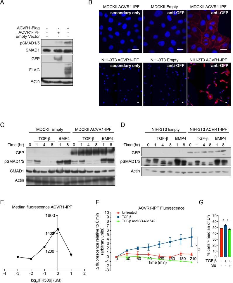 https://cdn.ncbi.nlm.nih.gov/pmc/blobs/a8e2/5832415/b12ee9755bf1/elife-31756-fig4-figsupp1.jpg