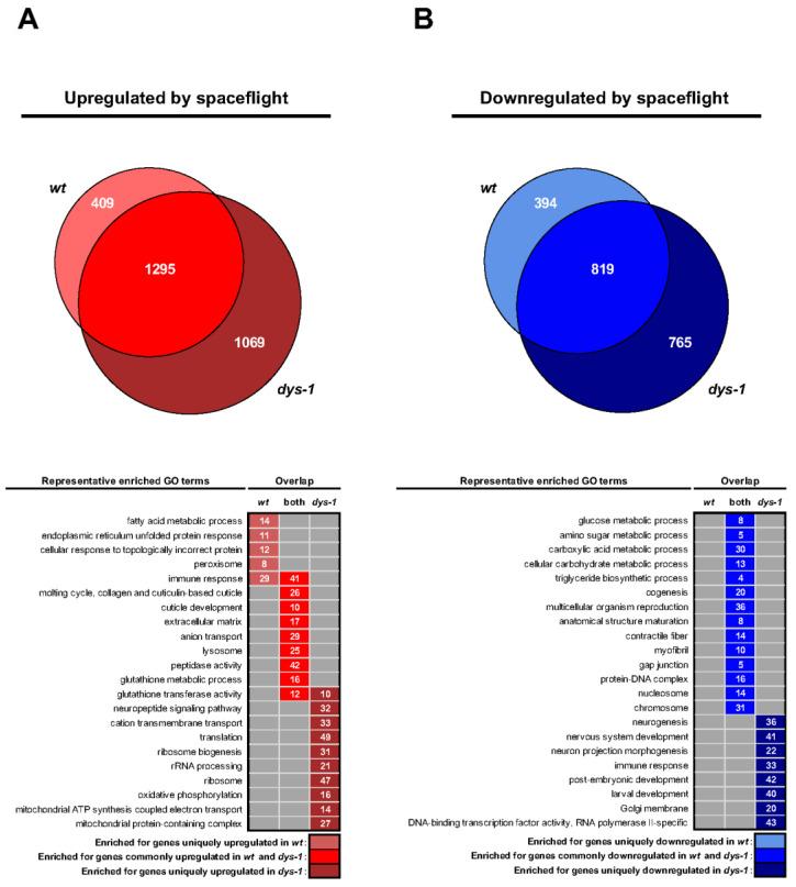https://cdn.ncbi.nlm.nih.gov/pmc/blobs/a8e3/10605753/a23f702cc996/cells-12-02470-g005.jpg