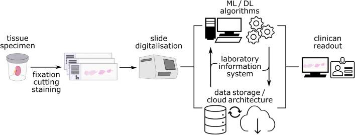 https://cdn.ncbi.nlm.nih.gov/pmc/blobs/a8e3/11958429/36573d1092fc/424_2024_3002_Fig1_HTML.jpg