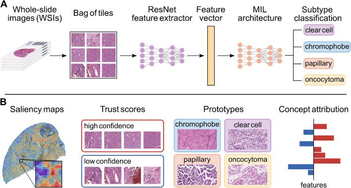 https://cdn.ncbi.nlm.nih.gov/pmc/blobs/a8e3/11958429/cbcb5fbb6f07/424_2024_3002_Fig3_HTML.jpg