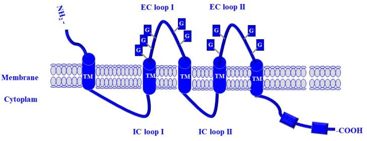 https://cdn.ncbi.nlm.nih.gov/pmc/blobs/a8e6/10854812/0239c3c544d4/cells-13-00240-g004.jpg