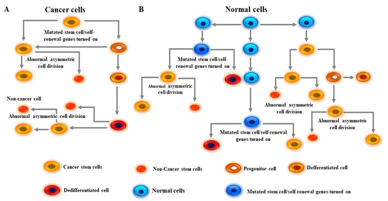 https://cdn.ncbi.nlm.nih.gov/pmc/blobs/a8e6/10854812/22d581b62ce8/cells-13-00240-g003.jpg