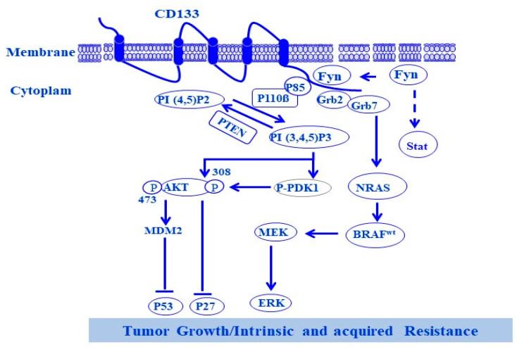 https://cdn.ncbi.nlm.nih.gov/pmc/blobs/a8e6/10854812/3cd1216682fa/cells-13-00240-g005.jpg