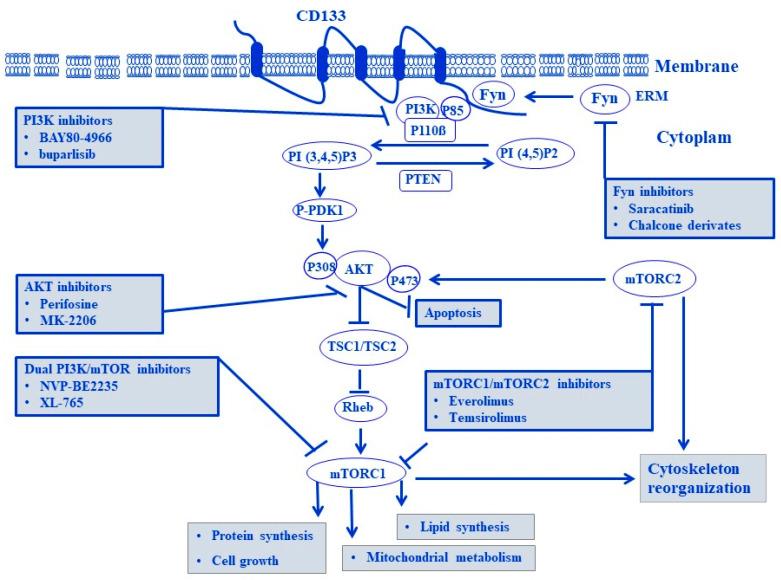 https://cdn.ncbi.nlm.nih.gov/pmc/blobs/a8e6/10854812/576005d54e60/cells-13-00240-g010.jpg