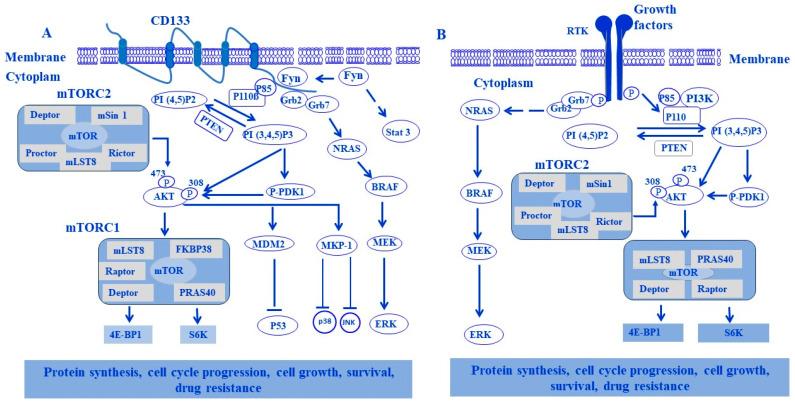 https://cdn.ncbi.nlm.nih.gov/pmc/blobs/a8e6/10854812/94fac3af18db/cells-13-00240-g008.jpg