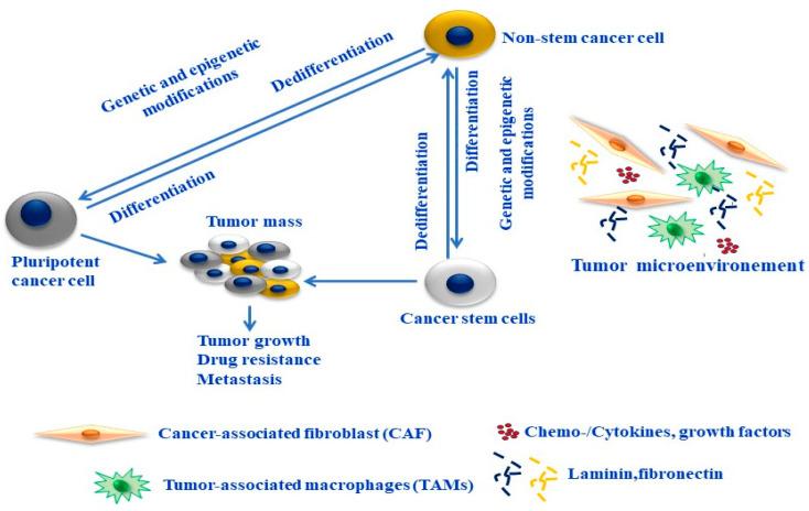 https://cdn.ncbi.nlm.nih.gov/pmc/blobs/a8e6/10854812/d22e8e02e1ef/cells-13-00240-g002.jpg