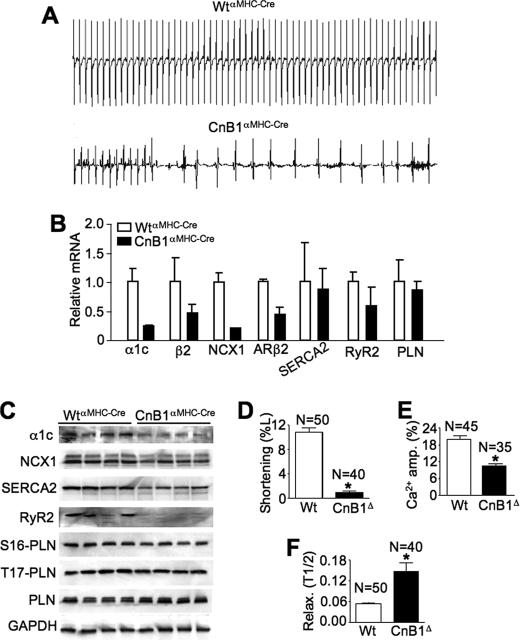 https://cdn.ncbi.nlm.nih.gov/pmc/blobs/a8e9/2825466/25cabf7cc5db/zbc0111007460004.jpg