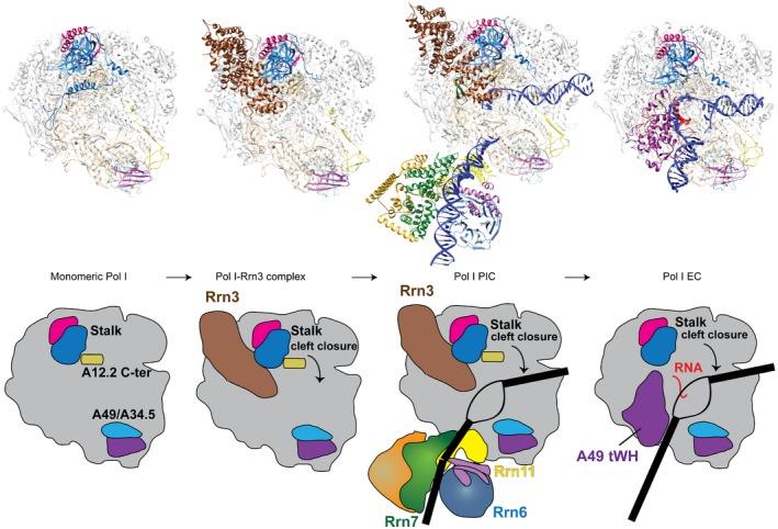 https://cdn.ncbi.nlm.nih.gov/pmc/blobs/a8ef/5599796/3d1843a7235b/EMBJ-36-2698-g010.jpg