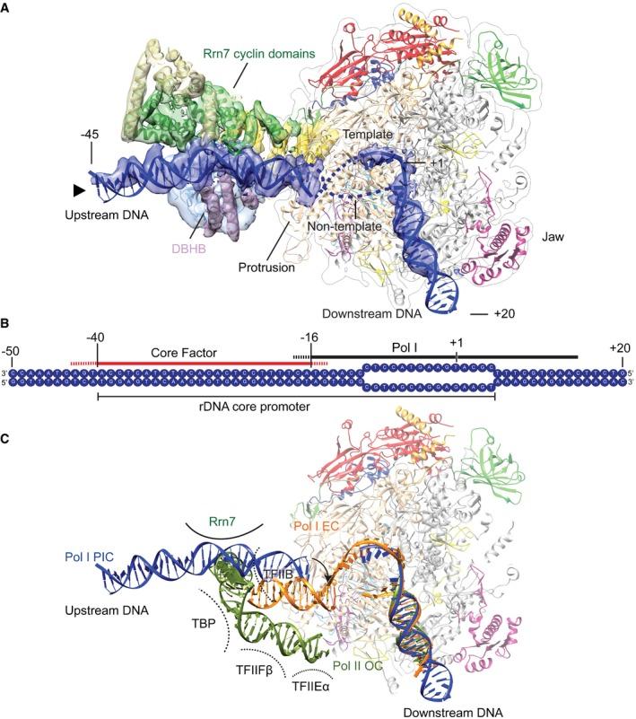 https://cdn.ncbi.nlm.nih.gov/pmc/blobs/a8ef/5599796/f177cf5e7067/EMBJ-36-2698-g004.jpg