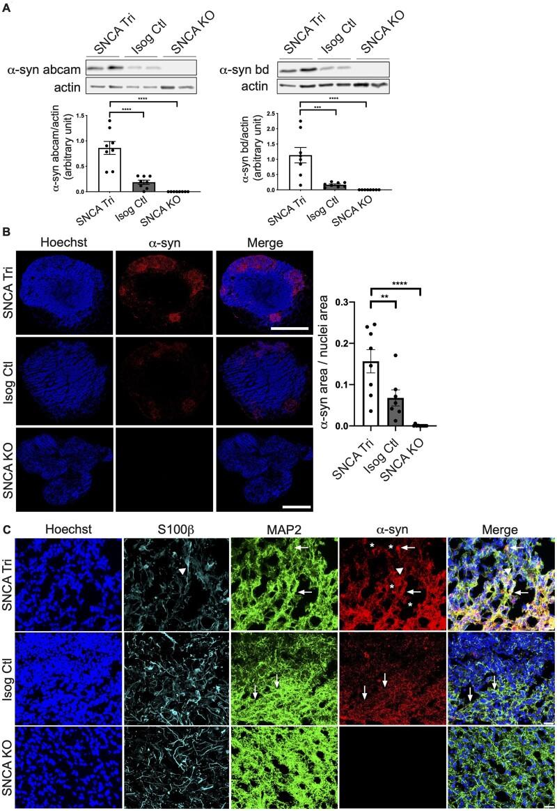 https://cdn.ncbi.nlm.nih.gov/pmc/blobs/a8f2/8495137/4dcb81724085/fcab223f3.jpg