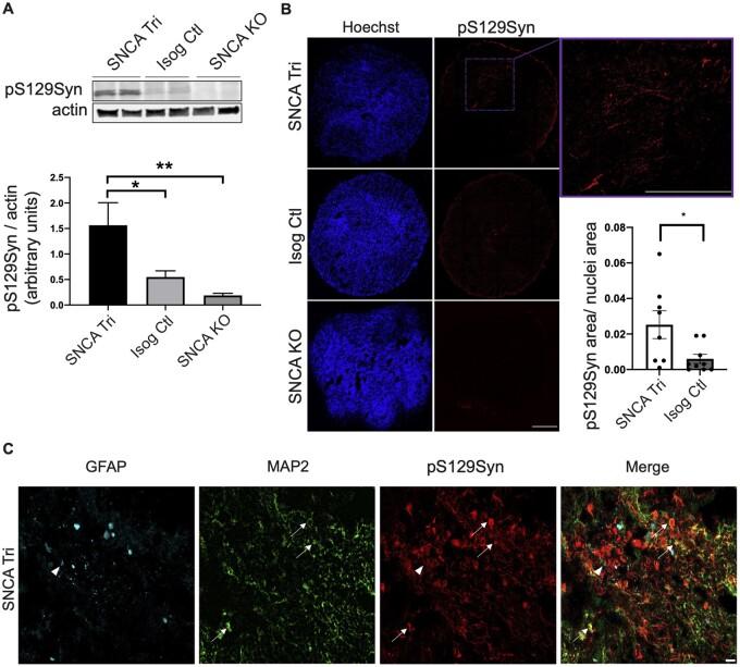 https://cdn.ncbi.nlm.nih.gov/pmc/blobs/a8f2/8495137/5141b37e9068/fcab223f5.jpg
