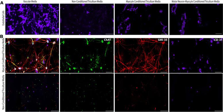 https://cdn.ncbi.nlm.nih.gov/pmc/blobs/a8f3/10921694/2e2dfab4bbcf/13395_2024_336_Fig4_HTML.jpg