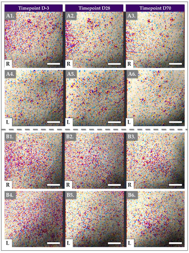 https://cdn.ncbi.nlm.nih.gov/pmc/blobs/a8f6/12294899/65bfbf675532/gels-11-00495-g004.jpg