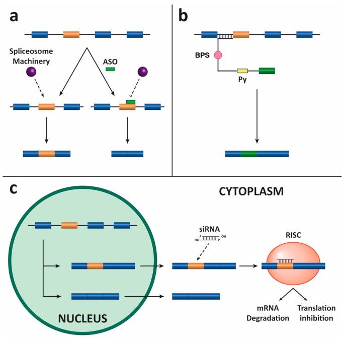https://cdn.ncbi.nlm.nih.gov/pmc/blobs/a8f8/5368691/1762167768b0/genes-08-00087-g004.jpg