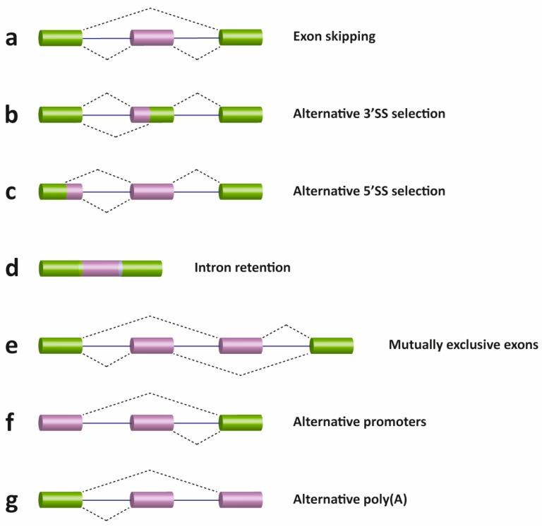 https://cdn.ncbi.nlm.nih.gov/pmc/blobs/a8f8/5368691/235adff38dee/genes-08-00087-g003.jpg