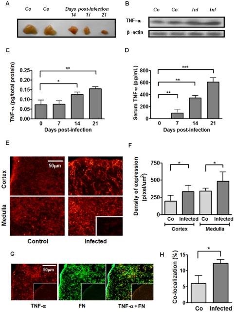 https://cdn.ncbi.nlm.nih.gov/pmc/blobs/a8f9/3312912/de1dd759068a/pone.0034360.g001.jpg