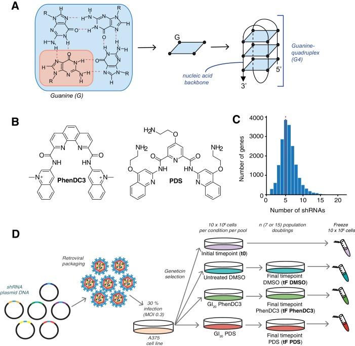https://cdn.ncbi.nlm.nih.gov/pmc/blobs/a8f9/6615864/ff3892957b97/elife-46793-fig2.jpg