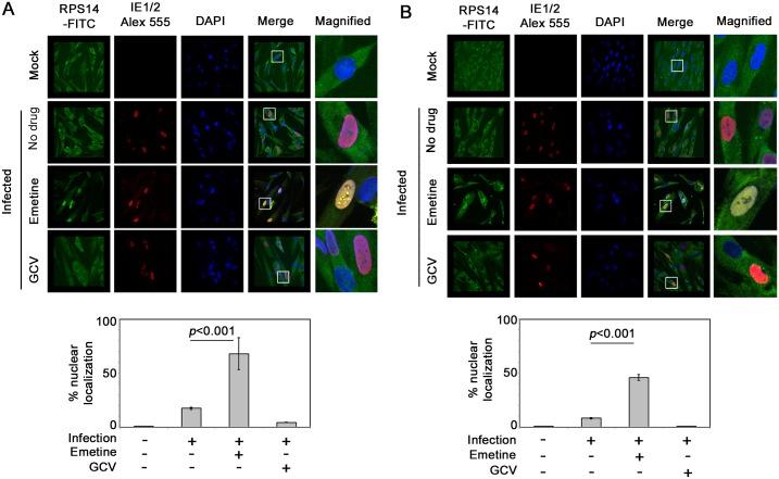 https://cdn.ncbi.nlm.nih.gov/pmc/blobs/a8fc/4919066/6738bd4e404d/ppat.1005717.g007.jpg