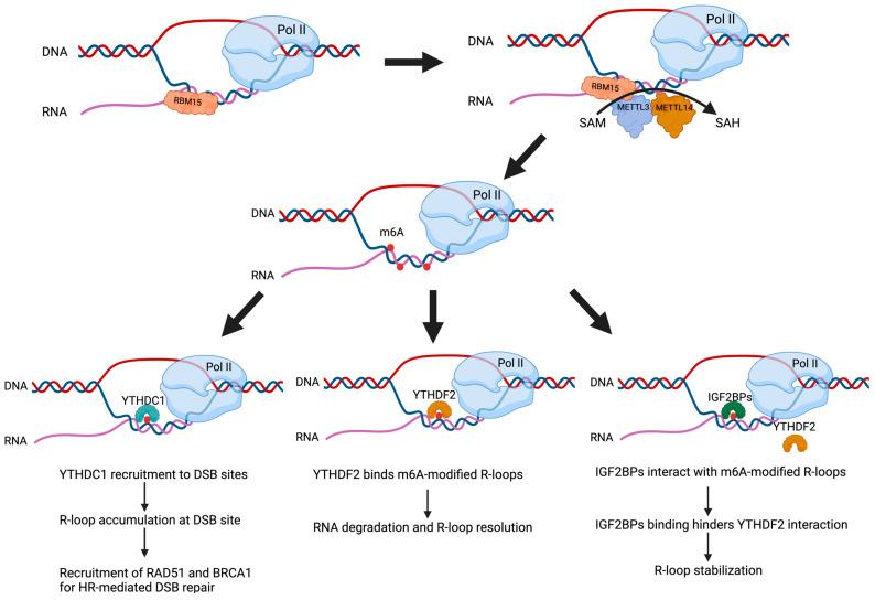 https://cdn.ncbi.nlm.nih.gov/pmc/blobs/a8fd/12192009/d8830cb10f85/epigenomes-09-00021-g001.jpg