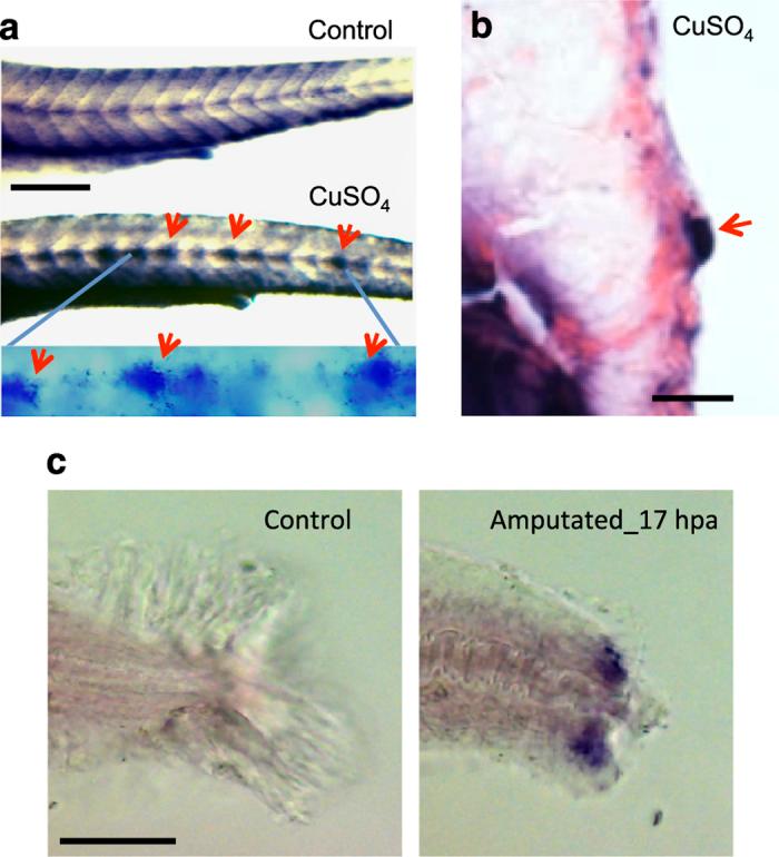 https://cdn.ncbi.nlm.nih.gov/pmc/blobs/a8fd/5744706/87e7a6184bce/npjregenmed201613-f2.jpg