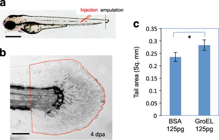 https://cdn.ncbi.nlm.nih.gov/pmc/blobs/a8fd/5744706/b8b213ab8459/npjregenmed201613-f6.jpg