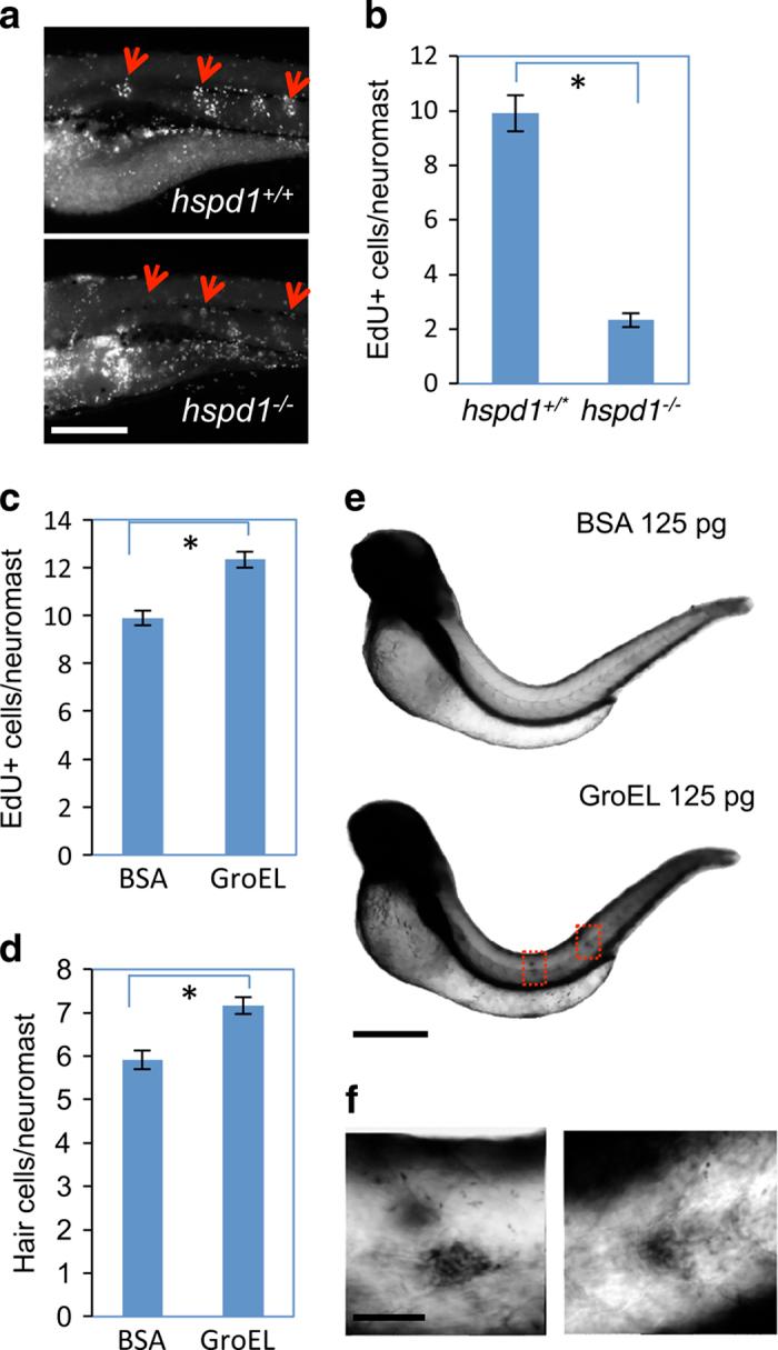 https://cdn.ncbi.nlm.nih.gov/pmc/blobs/a8fd/5744706/d1caea5d1bbe/npjregenmed201613-f7.jpg