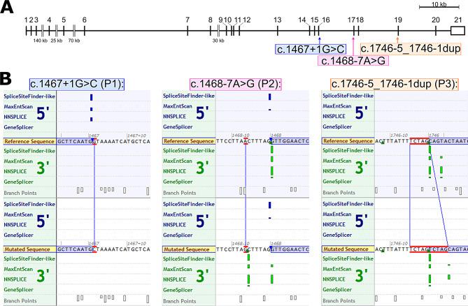 https://cdn.ncbi.nlm.nih.gov/pmc/blobs/a8fe/12034182/7ef773ee8d92/40246_2025_758_Fig2_HTML.jpg