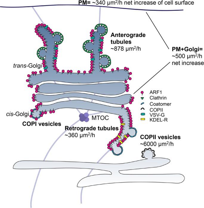 https://cdn.ncbi.nlm.nih.gov/pmc/blobs/a900/5469610/685783d88ac8/1676fig8.jpg