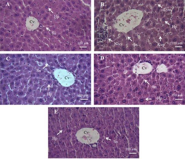 https://cdn.ncbi.nlm.nih.gov/pmc/blobs/a900/6288994/2c7422ee7266/RPS-13-500-g005.jpg