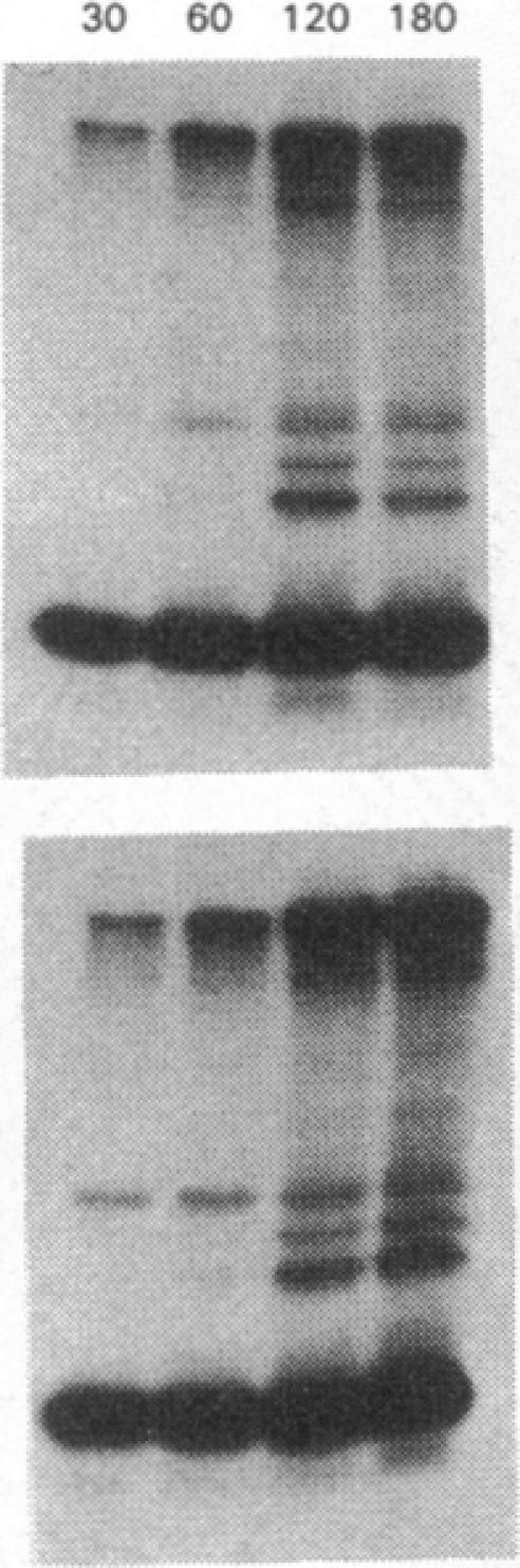https://cdn.ncbi.nlm.nih.gov/pmc/blobs/a901/288457/b5d6599cd045/jcinvest00044-0062-e.jpg