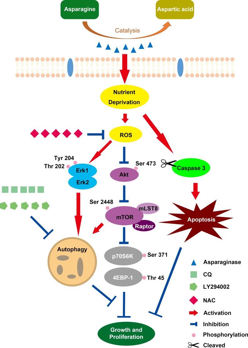 https://cdn.ncbi.nlm.nih.gov/pmc/blobs/a902/5710905/7b3a8a48844e/oncotarget-08-91052-g008.jpg