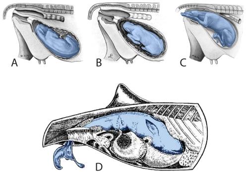 https://cdn.ncbi.nlm.nih.gov/pmc/blobs/a903/2629576/fd9bed4cb95c/pone.0004366.g014.jpg