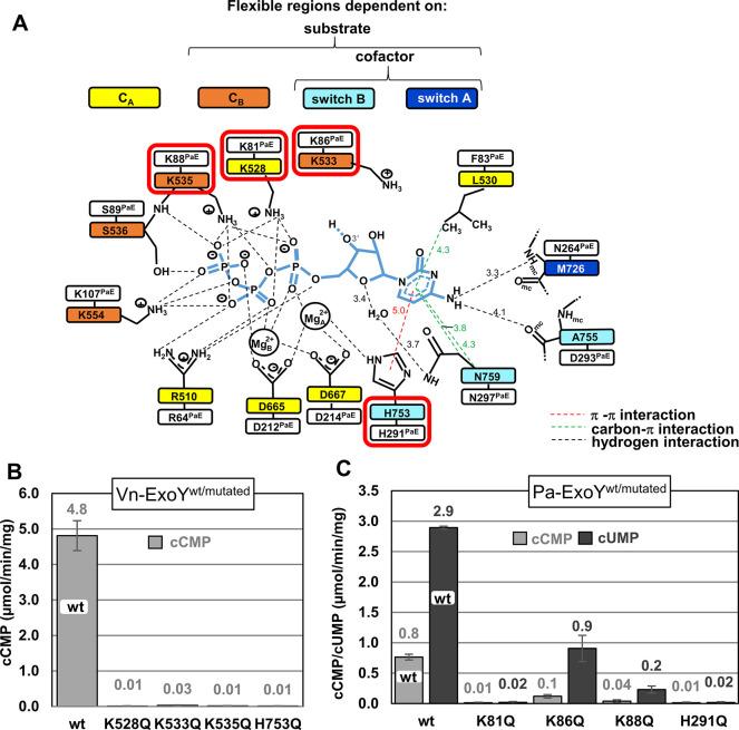 https://cdn.ncbi.nlm.nih.gov/pmc/blobs/a904/10553838/ecd1eeabd29e/ppat.1011654.g007.jpg