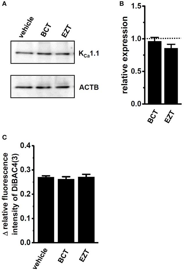 https://cdn.ncbi.nlm.nih.gov/pmc/blobs/a906/5911984/a5758ba12855/fphys-09-00312-g0007.jpg