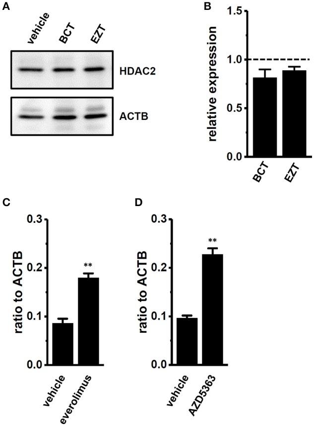 https://cdn.ncbi.nlm.nih.gov/pmc/blobs/a906/5911984/e20f7f63a4a5/fphys-09-00312-g0006.jpg