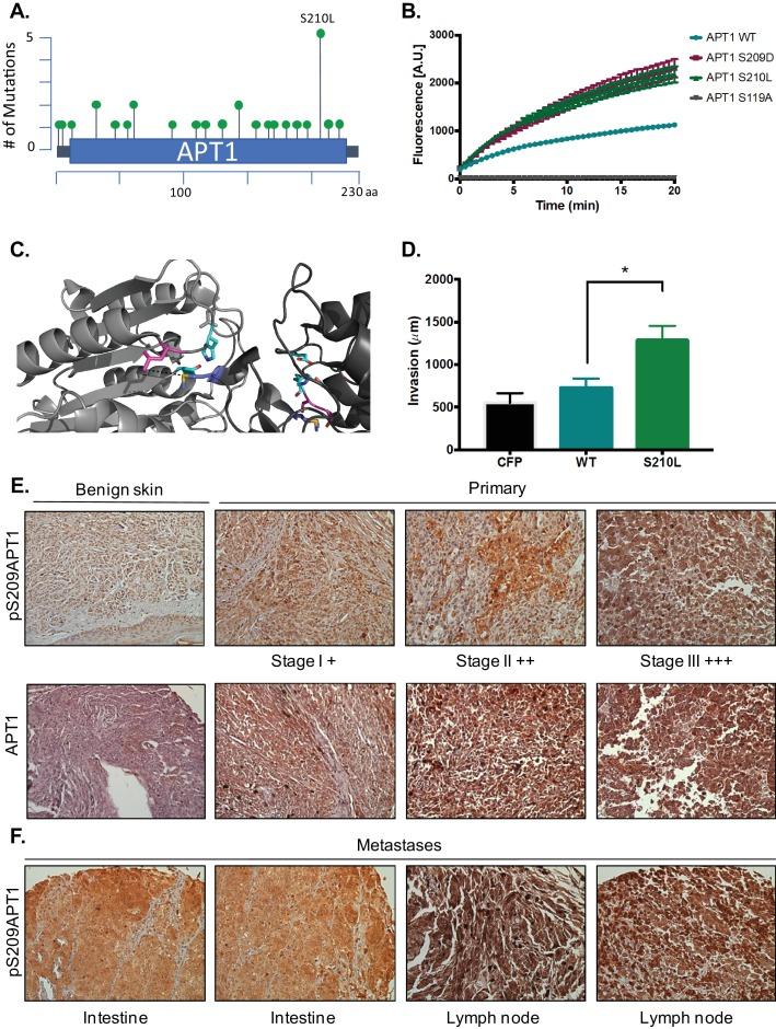 https://cdn.ncbi.nlm.nih.gov/pmc/blobs/a907/5919757/5c9e3d0dbc9f/elife-34362-fig5.jpg