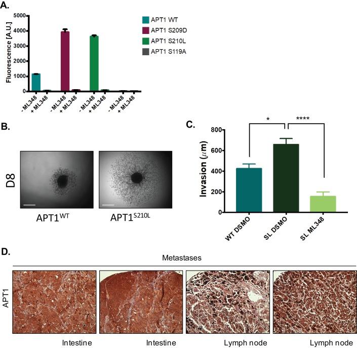 https://cdn.ncbi.nlm.nih.gov/pmc/blobs/a907/5919757/c46385c372e6/elife-34362-fig5-figsupp1.jpg