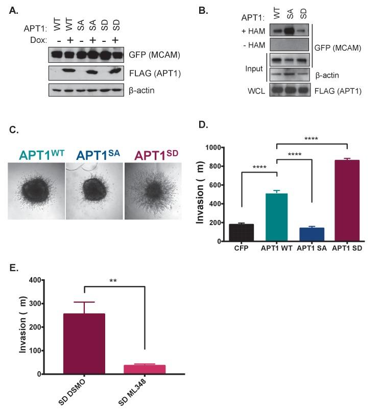 https://cdn.ncbi.nlm.nih.gov/pmc/blobs/a907/5919757/de184395f0b7/elife-34362-fig3.jpg
