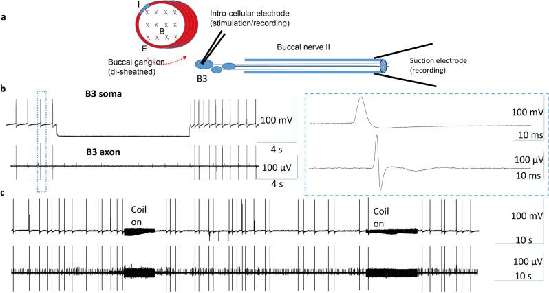 https://cdn.ncbi.nlm.nih.gov/pmc/blobs/a908/8245477/3d1243a58a7e/41598_2021_93114_Fig6_HTML.jpg