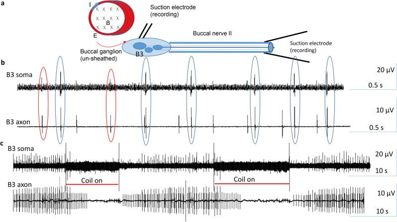 https://cdn.ncbi.nlm.nih.gov/pmc/blobs/a908/8245477/63044c40a922/41598_2021_93114_Fig7_HTML.jpg