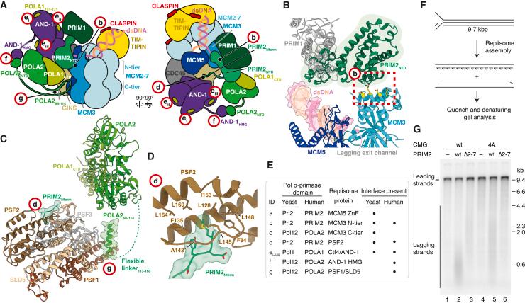 https://cdn.ncbi.nlm.nih.gov/pmc/blobs/a90b/10501992/c0f888ad80ac/gr6.jpg