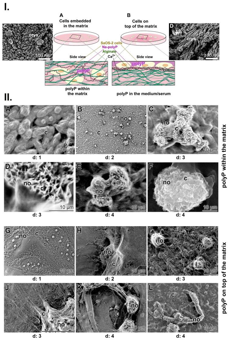 https://cdn.ncbi.nlm.nih.gov/pmc/blobs/a90f/11388067/81f994e257bb/thnov14p5262g008.jpg