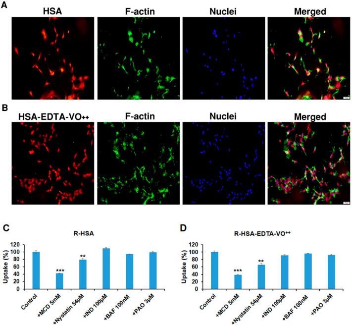 https://cdn.ncbi.nlm.nih.gov/pmc/blobs/a910/8540012/d540badca1e7/pharmaceutics-13-01557-g005.jpg