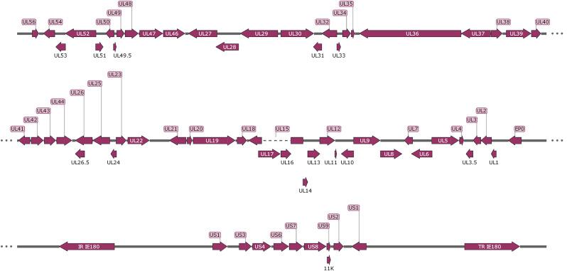 https://cdn.ncbi.nlm.nih.gov/pmc/blobs/a913/11295580/ba0155aa8eac/12864_2024_10664_Fig1_HTML.jpg