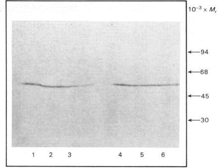 https://cdn.ncbi.nlm.nih.gov/pmc/blobs/a915/1144747/6c766fbb6fc6/biochemj00308-0238-a.jpg