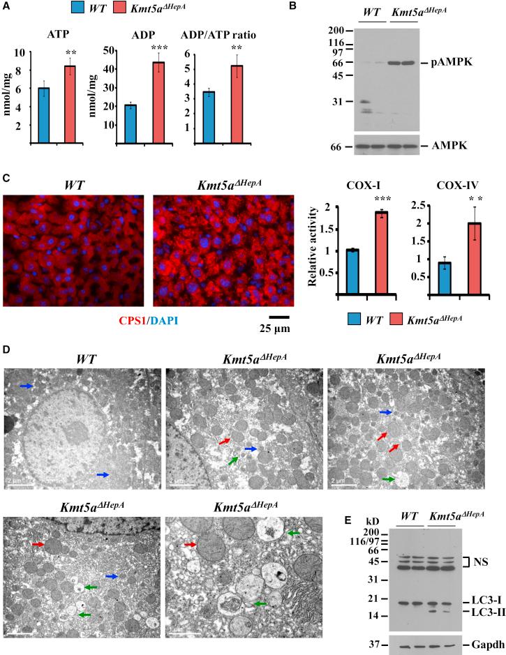 https://cdn.ncbi.nlm.nih.gov/pmc/blobs/a915/5542855/0c7c55ad1460/gr6.jpg