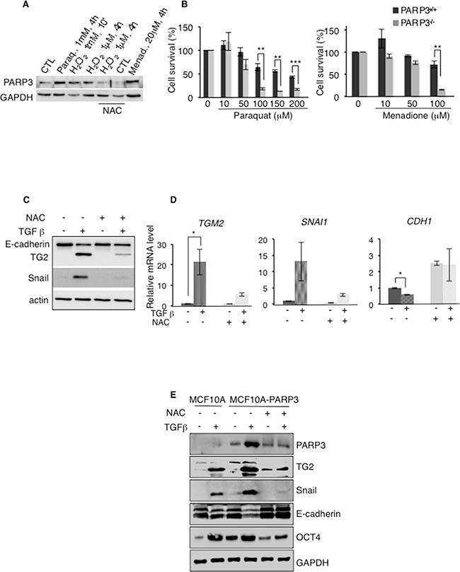 https://cdn.ncbi.nlm.nih.gov/pmc/blobs/a916/5325429/8815fd070107/oncotarget-07-64109-g006.jpg