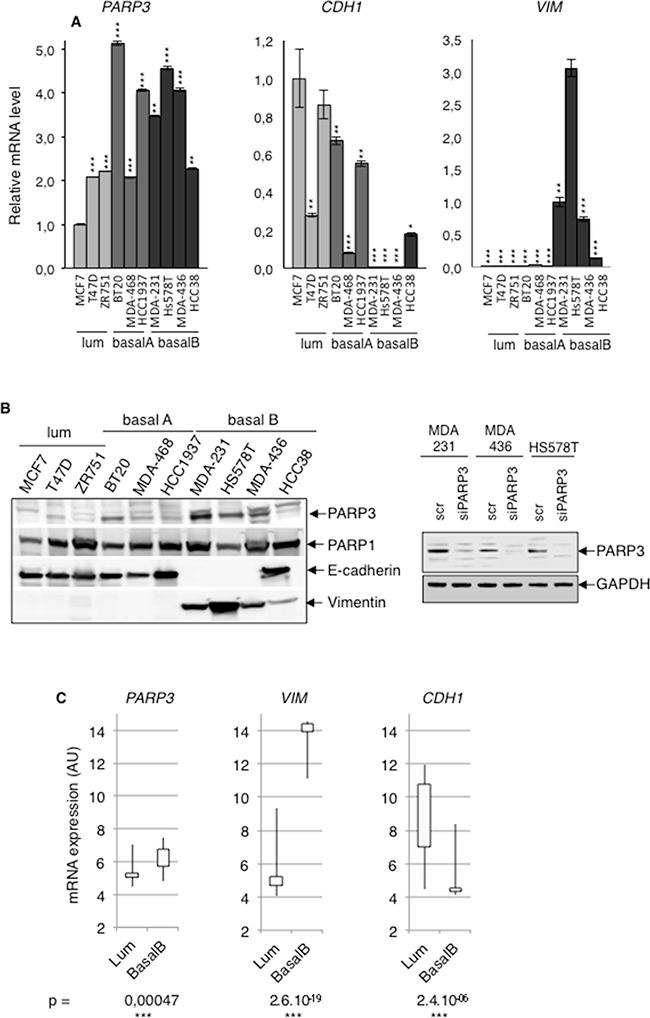 https://cdn.ncbi.nlm.nih.gov/pmc/blobs/a916/5325429/8cd49aa3c344/oncotarget-07-64109-g001.jpg