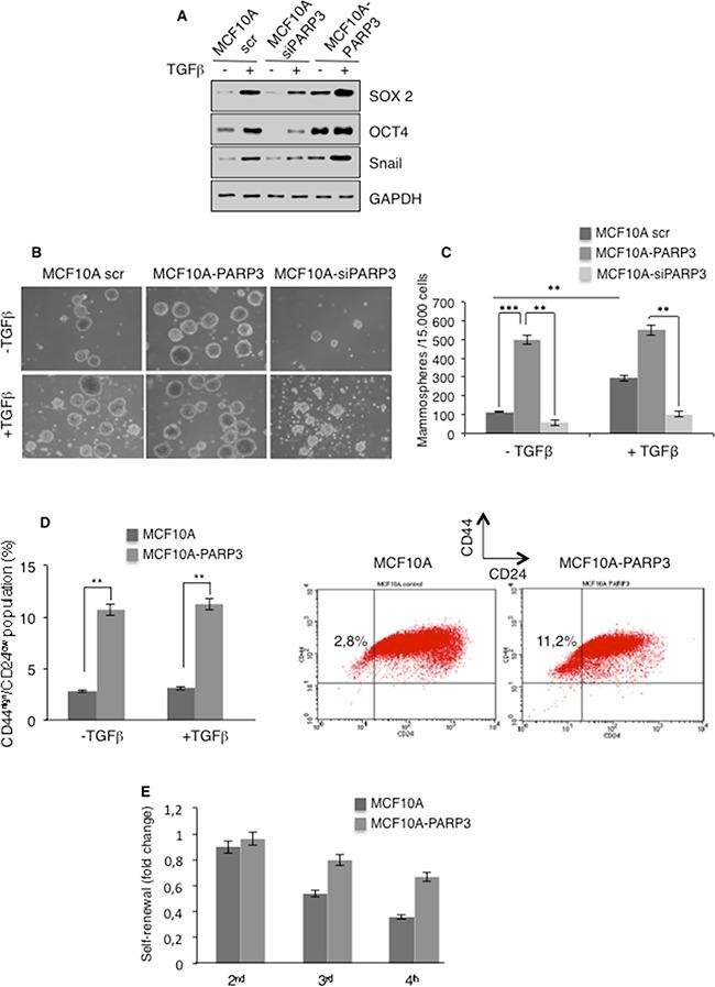 https://cdn.ncbi.nlm.nih.gov/pmc/blobs/a916/5325429/e29b1e363815/oncotarget-07-64109-g004.jpg